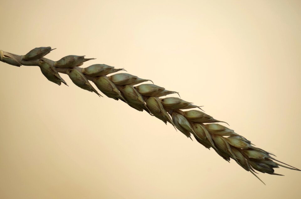 Barley one time nature