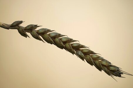 Barley one time nature