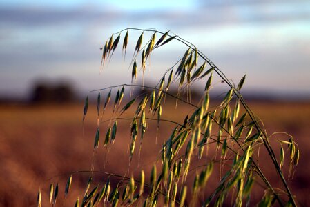 Corn false grass