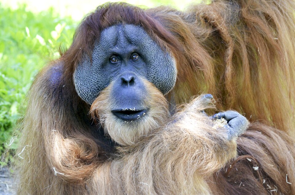 Monkey threatened red