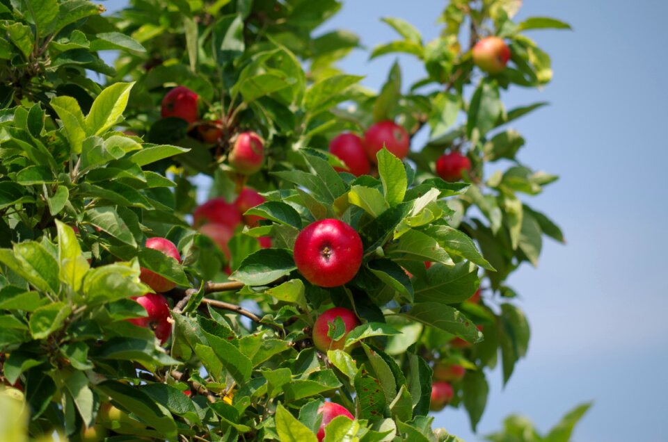 Apples fruit matures