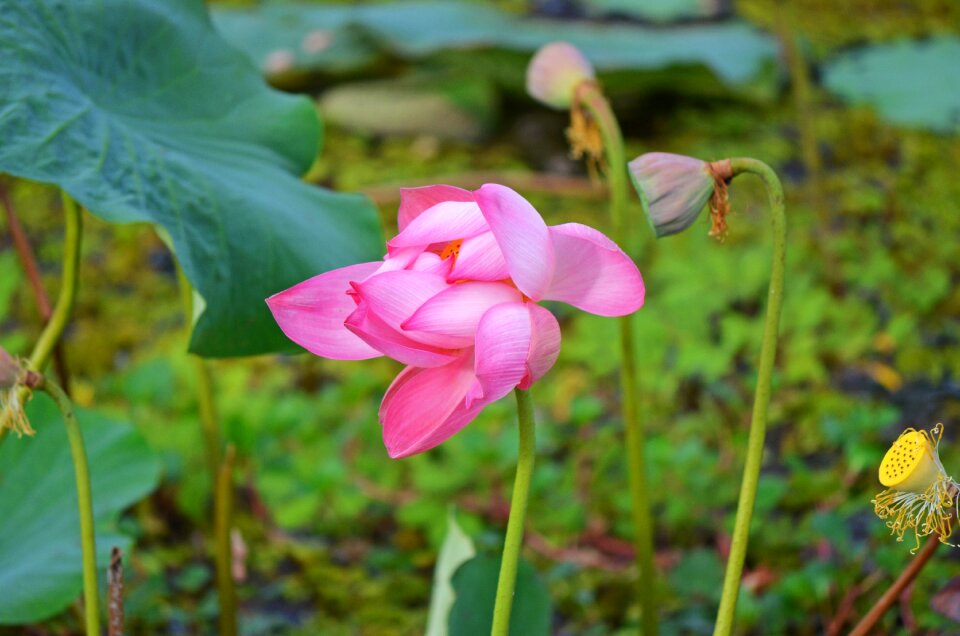 Nature plant pink