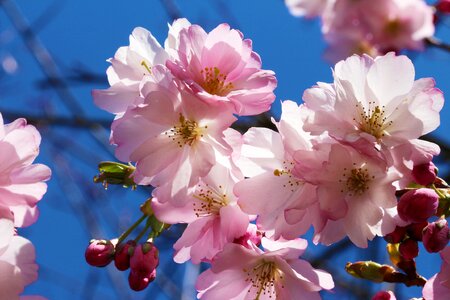 Flowers rosaceae japanese cherry photo