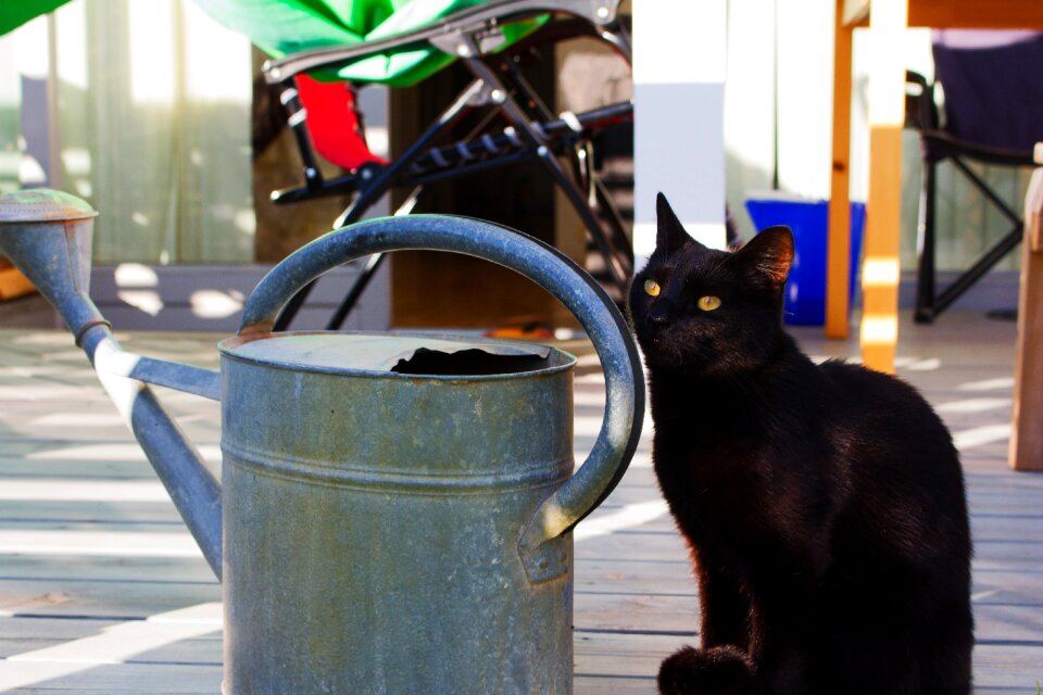 Watering can cute pet
