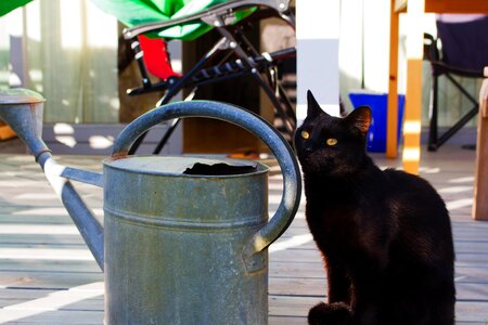 Watering can cute pet