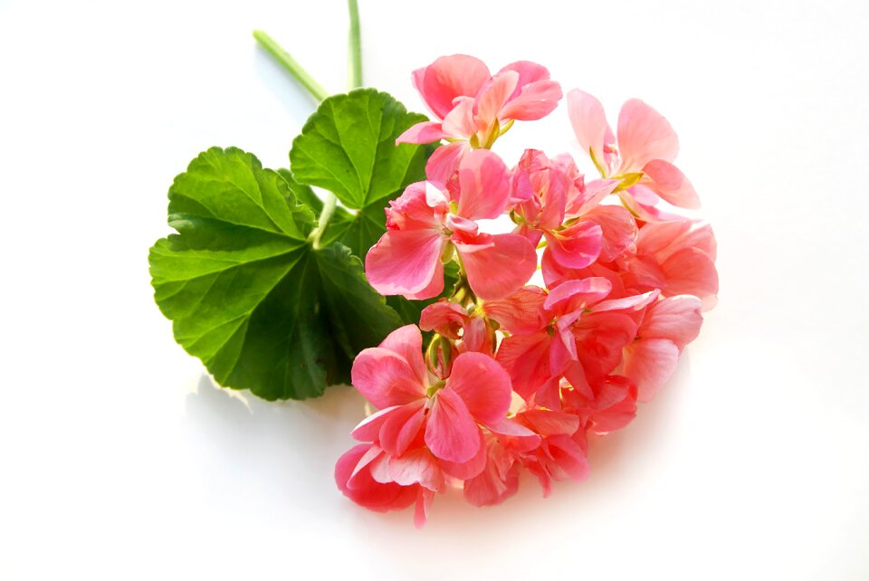 Bloom nature plant