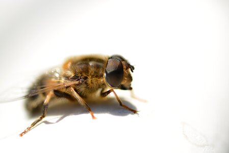 Close up animal fly