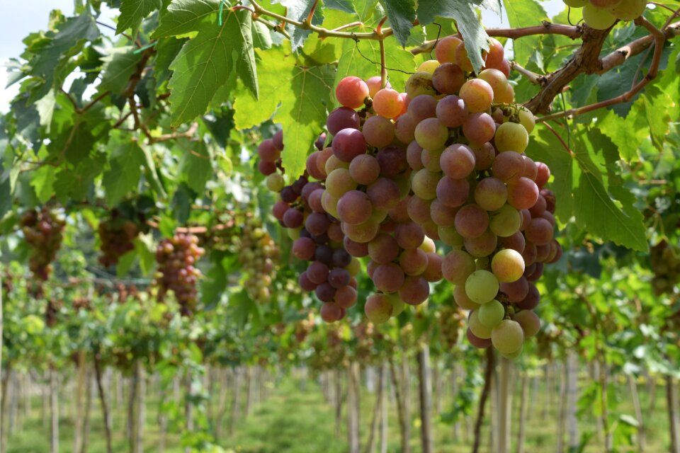 Wine leaves cluster