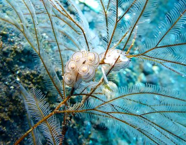 Marine sea life hydroids photo
