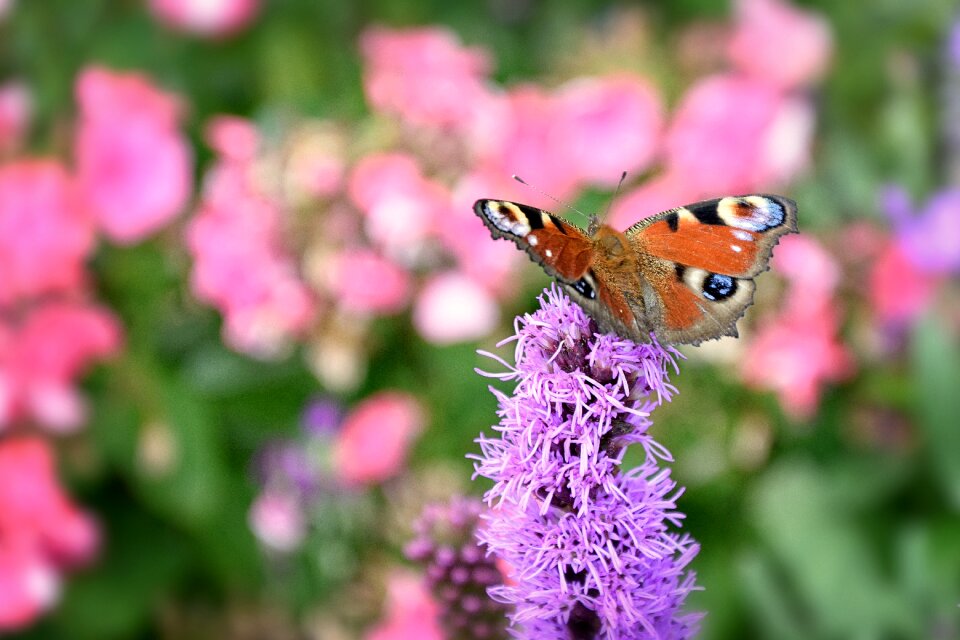 Summer garden wallpaper