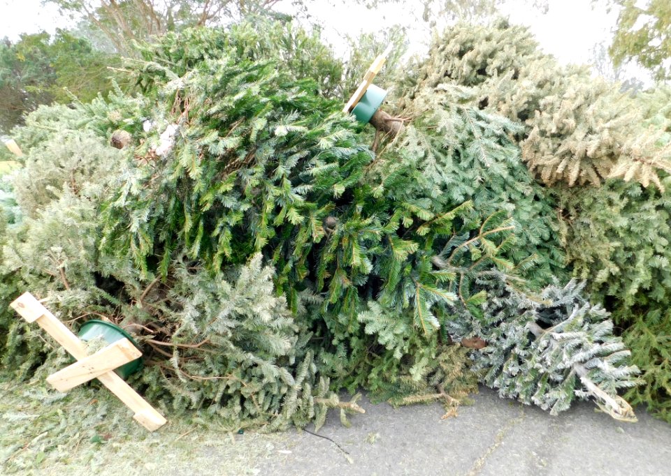 Christmas tree recycling