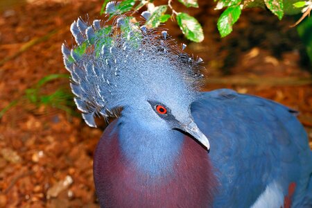 Bird spring crown hood springs