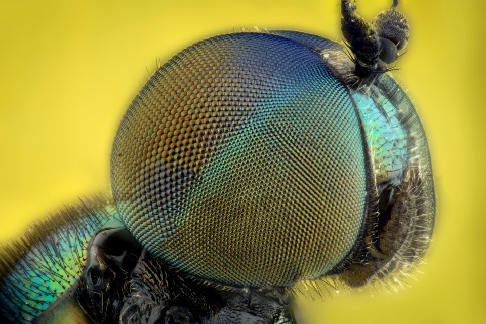Bug colors green