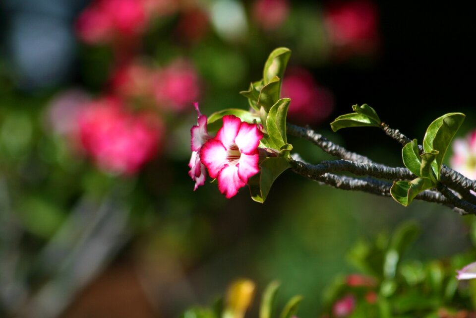 Floral garden leaf