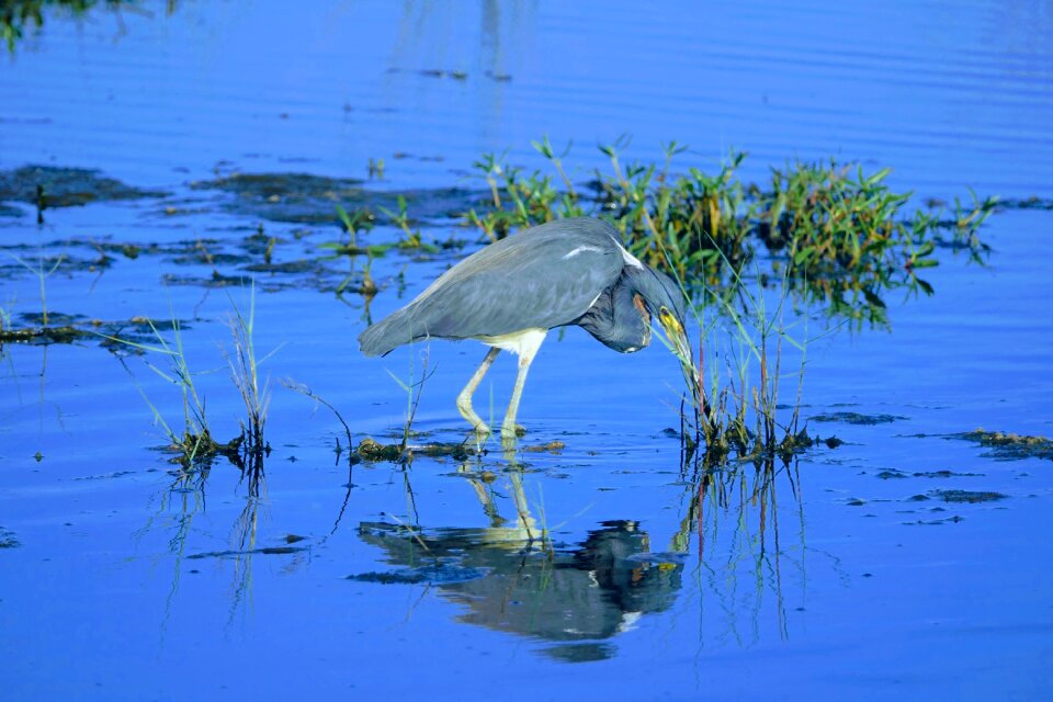 Animal waterfowl black-point-wildlife-drive
