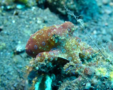 Blue-ringed octopus octopus marine