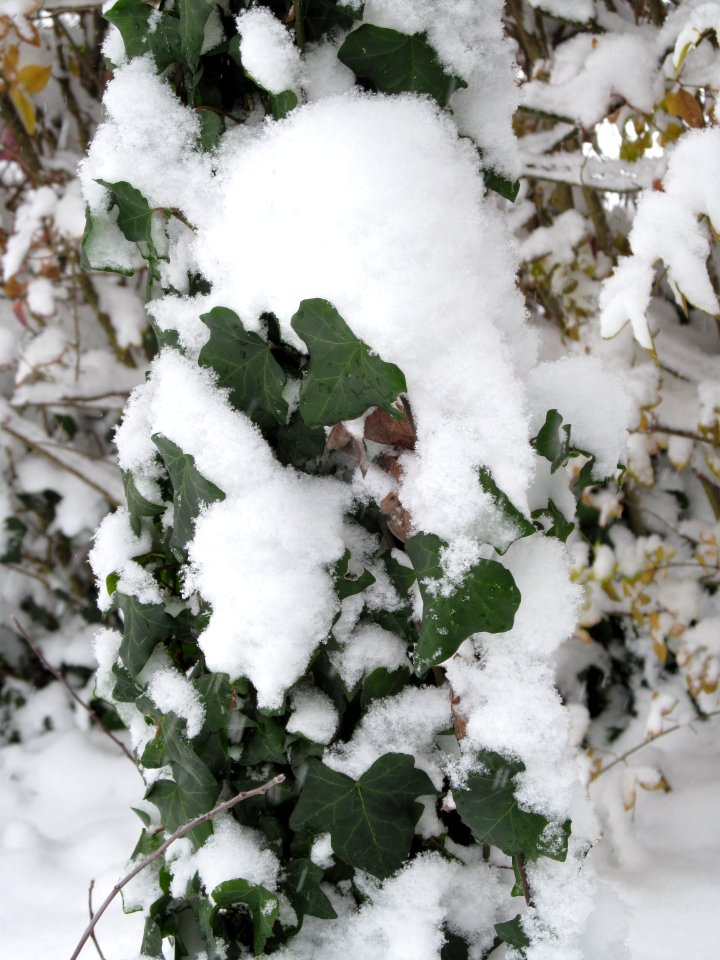 Christmas snow on ivy, Beechview, 2020-12-25