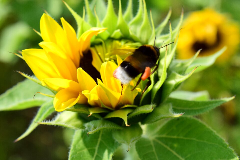 Bloom summer yellow