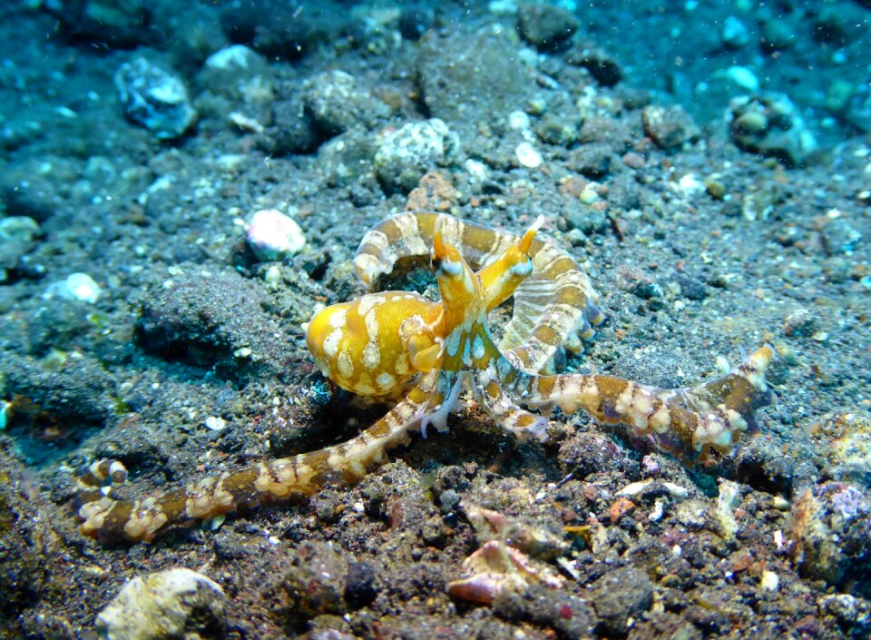 Octopus wunderpus diving