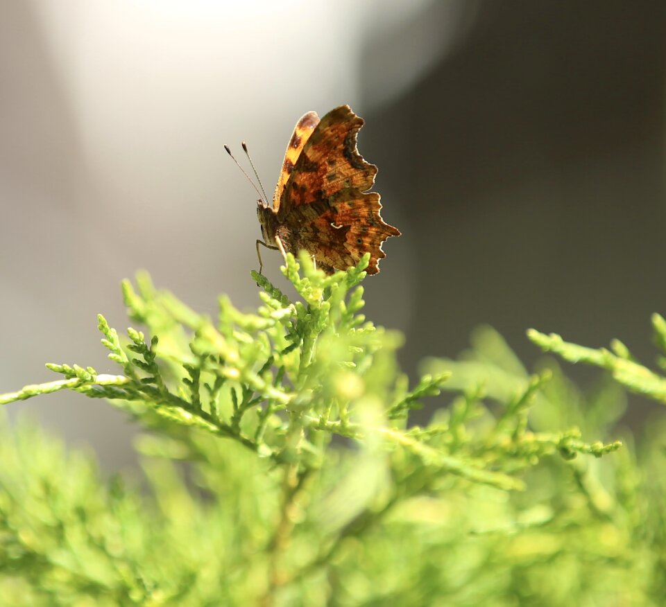 Nature wing garden