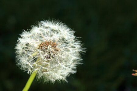 Wishing luck dream