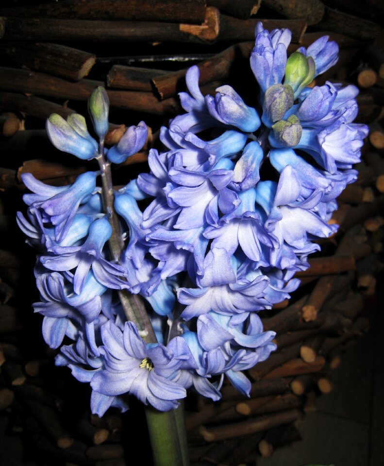 Spring fragrance flower
