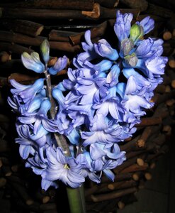 Spring fragrance flower
