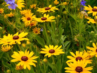 Blooming plant spring