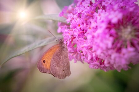 Lilac summer lilac nature