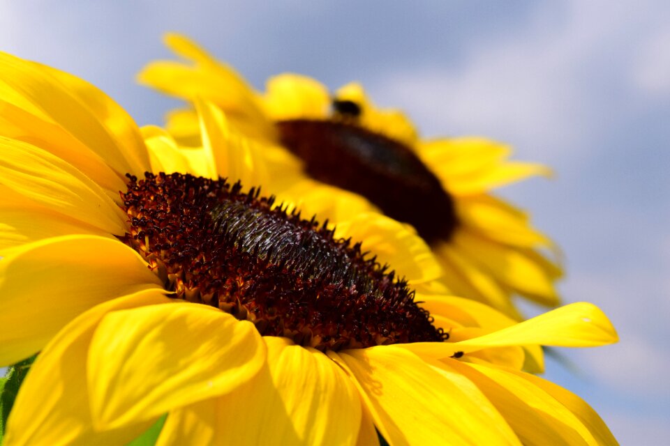 Summer blue sky flower photo