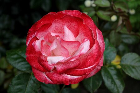 Bloom red rose rose blooms