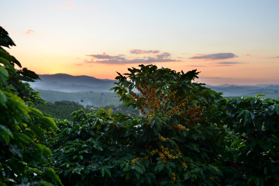 Bean growing plantation