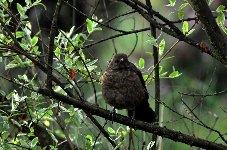 Little bird ornithology tree