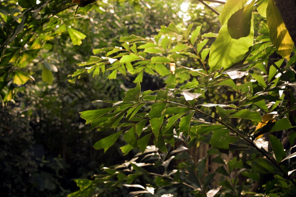 Leaves sun tropical