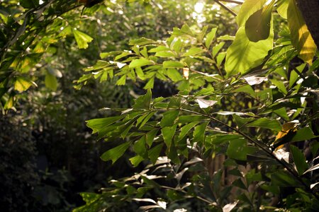 Leaves sun tropical