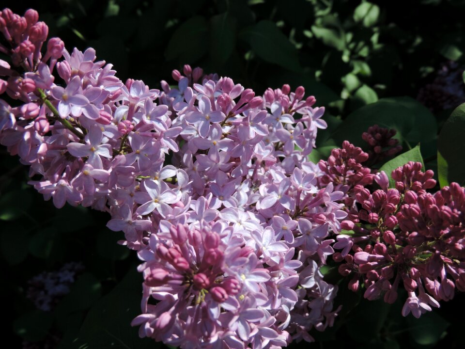 Spring floral purple flower