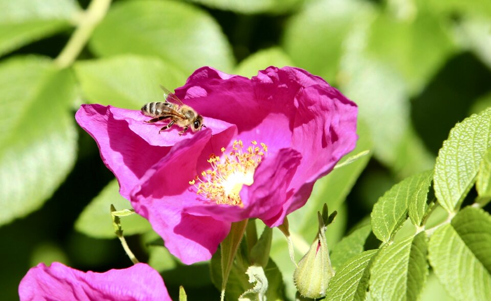 Insect nature nectar