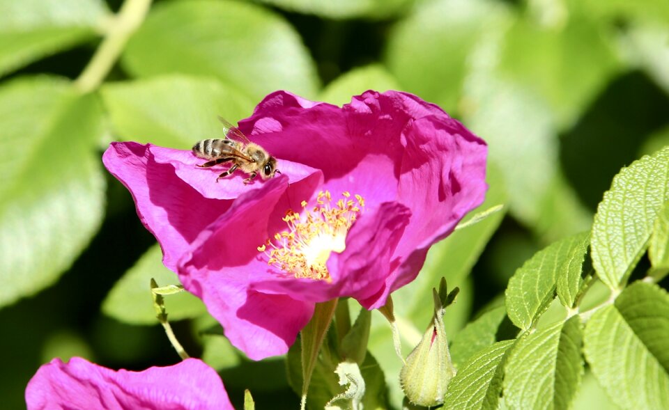 Insect nature nectar photo