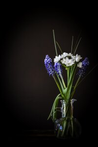 Glass grape-hyacinth blue
