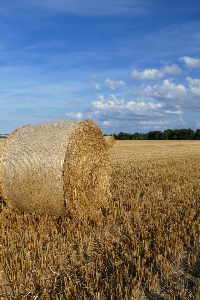 Cereals field clouds
