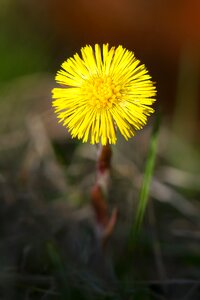 Spring nature yellow