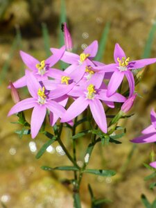 Beauty corsage pink petals
