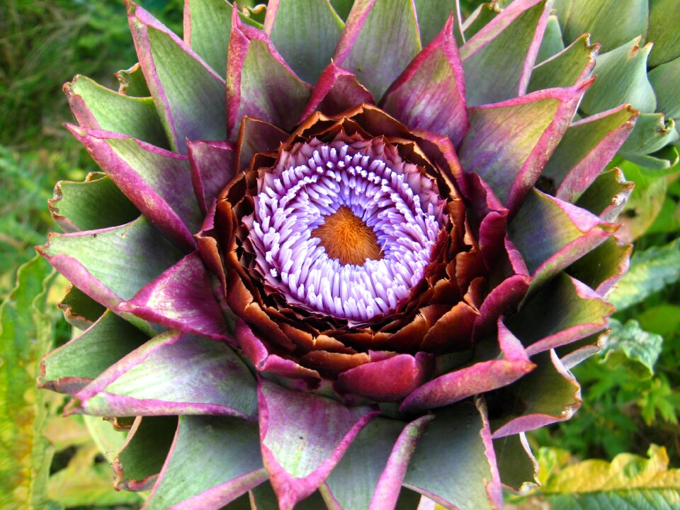Flower blooming plant