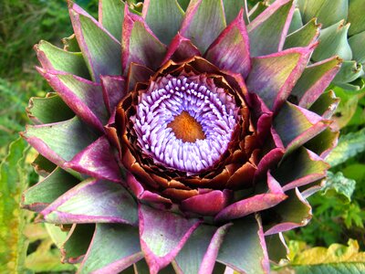 Flower blooming plant photo