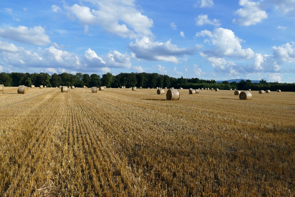 Cereals field clouds