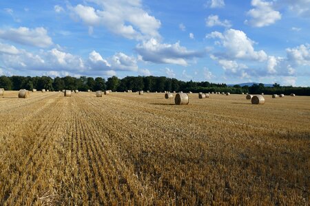 Cereals field clouds