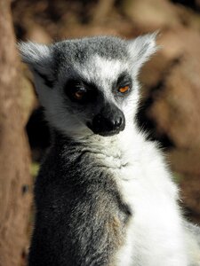 Mammal primate wildlife