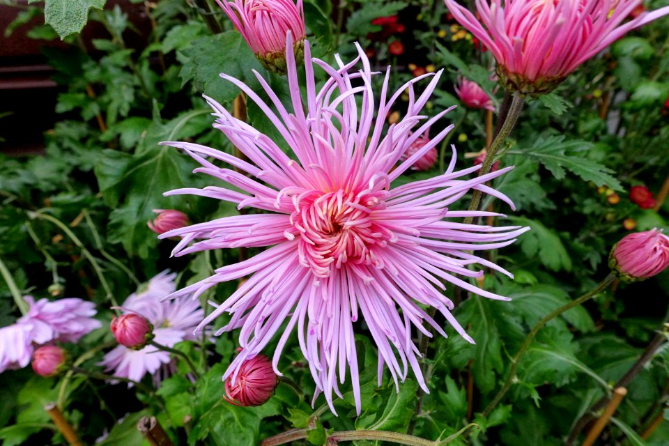 Chrysanthemums - Lan Su Chinese Garden - Portland, Oregon - DSC01540
