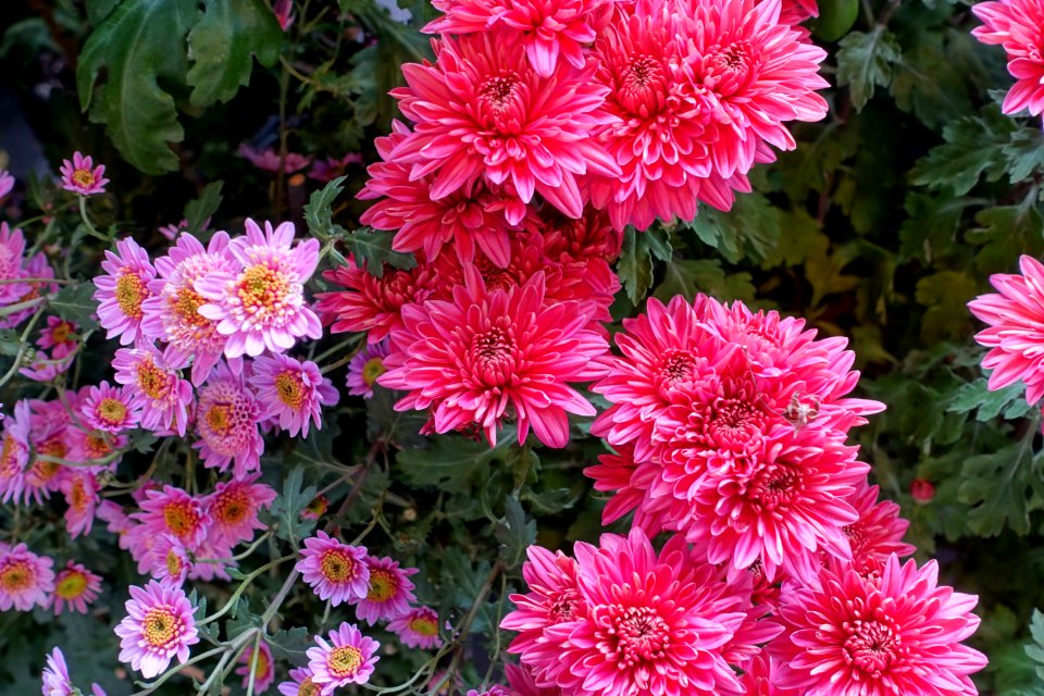 Chrysanthemums - Lan Su Chinese Garden - Portland, Oregon - DSC01524
