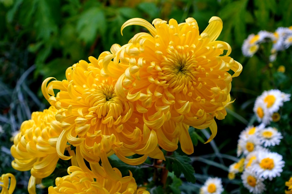 Chrysanthemums - Lan Su Chinese Garden - Portland, Oregon - DSC01306